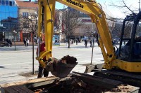 У току обнова градских дрвореда: Нове саднице умјесто старих стабала и пањева