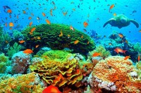 Novo "bljedilo" velikog koralnog grebena