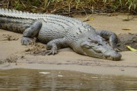 Мушкарац у Руанди прекршио мјере изолације да оде на пецање па га појео крокодил
