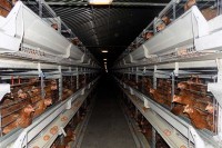 “Boksitova” farma proizvodiće oko osam miliona konzumnih jaja