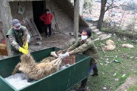 Šakal zaklao osam ovaca i petoro jagnjadi iznad višegradske ćuprije