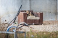 Fondacija Dogs Trust : Istražiti i sankcionisati trovanje pasa