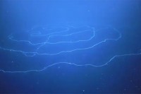 Џиновски грабљивац пронађен у дубинама Индијског океана