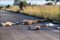 Lavovi se izležavaju na ulici u Južnoj Africi dok su ljudi zatvoreni u kućama