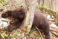 Medvjed je podlegao od posljedica ranjavanja i žrtva je krivolovaca koji haraju ovim dijelom lovišta.