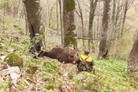 Medvjed je podlegao od posljedica ranjavanja i žrtva je krivolovaca koji haraju ovim dijelom lovišta