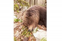 Medvjed je podlegao od posljedica ranjavanja i žrtva je krivolovaca koji haraju ovim dijelom lovišta
