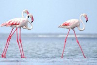 Фламингоси се друже као људи, важан им физички изглед