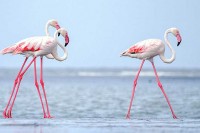 Flamingosi se druže kao ljudi, važan im fizički izgled