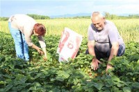 Бијељина: Исплатив узгој јагоде у Семберији