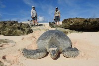 Зелених морских корњача готово двапут више него што се очекивало