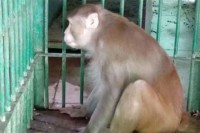 Мајмун алкохоличар осуђен због убиства на доживотни затвор