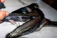 Pronašli morsko čudovište, riba kanibal sa zubima dugim tri centimetra