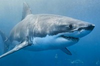 Тасманија: Ајкула зграбила дјечака из чамца
