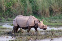 Поплаве усмртиле неколико носорога у Индији