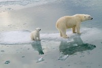 Polarni medvjedi će nestati do 2100. godine