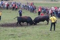 Korona otkazala zborovanje i bodljavinu bikova