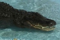 Београдски Мујо најстарији живи амерички алигатор на свијету VIDEO