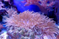 Корали на Маурицијусу угрожени због изливања нафте