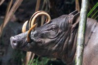 “Најружнији прасићи на свијету” стигли у лондонски зоо-врт