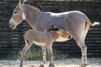 Jedna od najređih životinja na svijetu rođena u britanskom ZOO vrtu