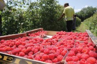 Поједини хладњачари саопштили откупну цијену “црвеног злата”, произвођачи одахнули: Килограм малина 3,50 марака