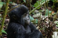 "Бејби бум" ријетких горила у Уганди