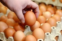 Извозом конзумних  јаја до већих прихода