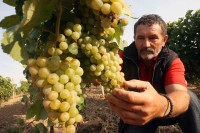 Domaće vinare brinu grozdovi iz uvoza