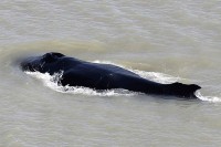 Аустралија: Китови залутали у ријеку пуну крокодила