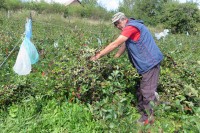 Слободан Митровић, узгајивач ароније из Рогатице: Рекордни приноси награда за вишегодишње одрицање