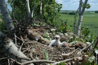 Сва три пара орлова крсташа извела по младунче