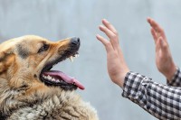 Пас изуједао седам људи у Јагодини