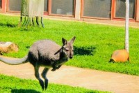 Kengur pobjegao iz malog zoo-vrta u Bijeljini