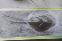 У Србији пронађени ракови старији од диносауруса