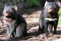 Tasmanijski đavoli ponovo slobodno lutaju Australijom