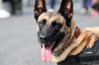 Либанци тренирају псе за откривање корона вируса