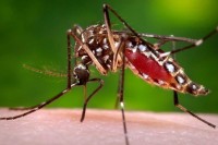 Naučnici otkrili šta je to u ljudskoj krvi što privlači komarce