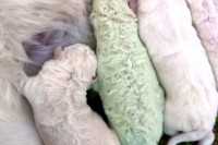 Рођено штене са зеленим крзном