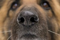 Финска: Пси брже откривају вирус од ПЦР тестова