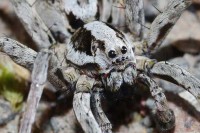 Врста паука за коју се претпостављало да је изумрла откривена у Великој Британији