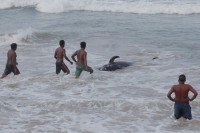 Шри Ланка: Око 100 китова се насукало на плажу