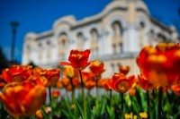 Paketi tulipana "Banja Luka" učesnicima akcije "Biramo najuređenije"