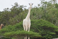 Jedina bijela žirafa na svijetu opremljena GPS uređajem