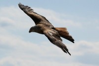 Тужан крај рибара Олија: Финског орла убила струја у Грделичкој клисури