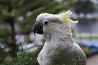 Индонезија: Папагаји пронађени у пластичним боцама