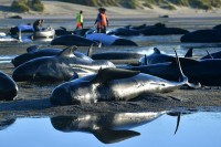 На острву код Новог Зеланда угинуло око 100 насуканих китова