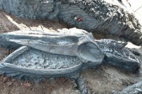 Tajland: Pronađen veoma star skelet rijetke vrste kita