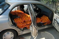 Ilegalno prešao granicu BiH i Hrvatske sa 600 kilograma mandarina