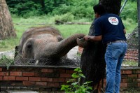 Najusamljenijeg slona na svijetu čeka bolji život